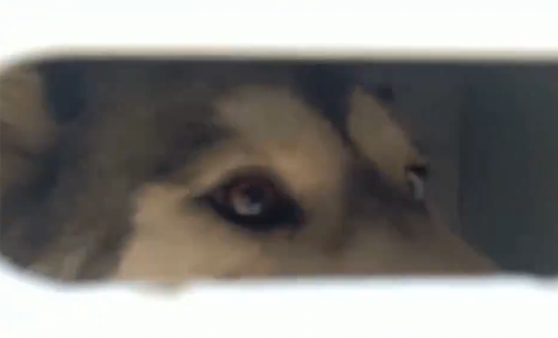 ¡Final feliz! rescatan a perrito maltratado en Loma Linda