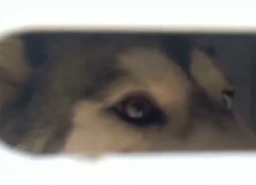 ¡Final feliz! rescatan a perrito maltratado en Loma Linda