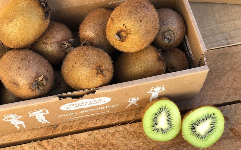 Los kiwis, pequeñas frutas con pulpa verde vibrante y un sabor dulce pero ácido, no solo son una adición colorida a las ensaladas de frutas, sino que también aportan numerosas ventajas para el bienestar general.

Foto: Producción El Universal Puebla