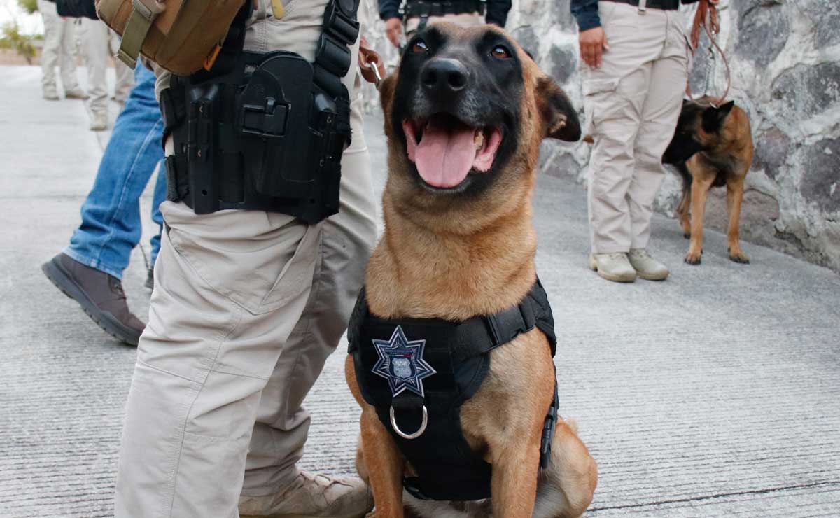 Los binomios caninos de México son adiestrados para la búsqueda de personas y detención de explosivos, armas y enervantes | Foto: Agencia Es Imagen para El Universal Puebla