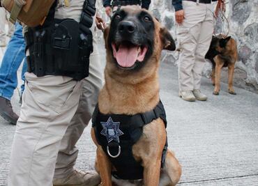 Esta es la historia de cómo nacieron los lomitos rescatistas en México