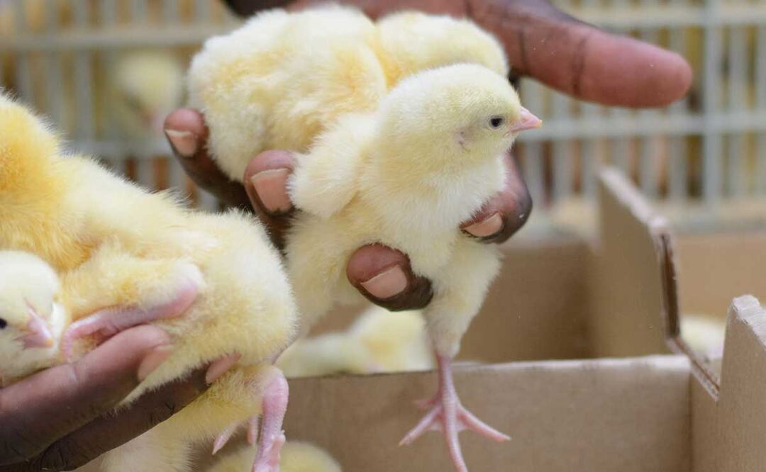 Foto: Agencia Es Imagen para El Universal Puebla