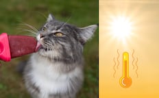 Ola de calor en Puebla: cómo cuidar a tus mascotas y detectar señales de alerta