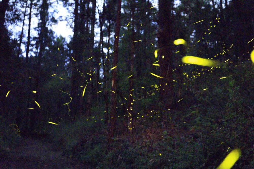 En tres meses inicia la temporada de avistamiento de luciérnagas / Foto : EsImagen