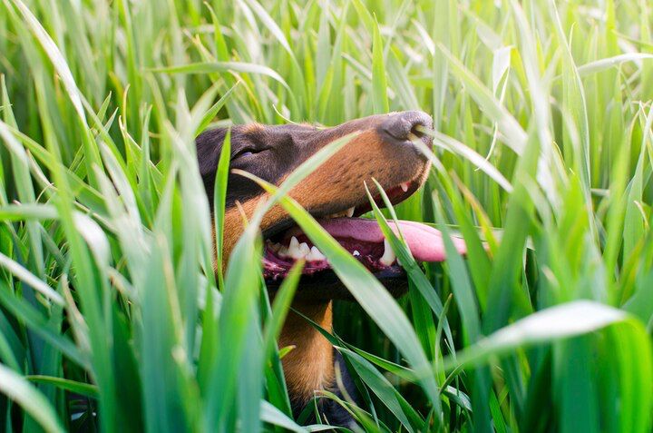Descifrando el misterio de ¿por qué los perros comen pasto?. Fuente: Freepik.