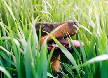 ¿Por qué mi perro ladra sin motivo? Esto es lo que dice veterinaria especialista