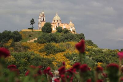 CAMPOS DE FLORES DE CEMPASÚCHIL Y TERCIOPELO