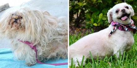Feliz Día del Perro. Fotos sorprendentes del antes y después de su adopción