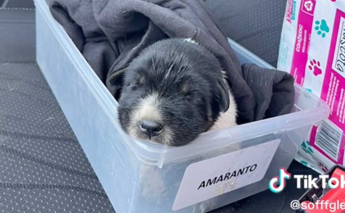 Amaranto fue encontrado el 1 de febrero en el río y ya está recuperado | Foto: Captura de pantalla