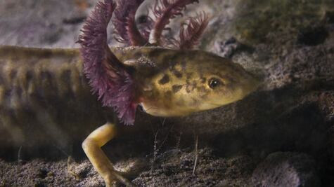 Ajolote poblano. La muy triste historia del desconocido habitante de la Laguna de Alchichica 