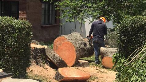 Critican tala de árboles en la UDLAP