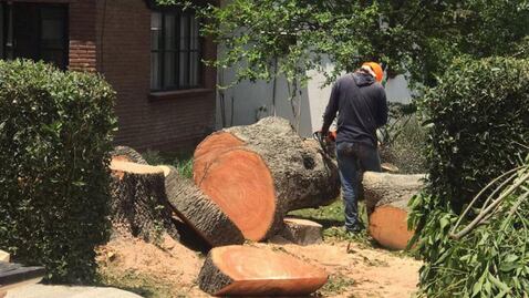 Critican tala de árboles en la UDLAP