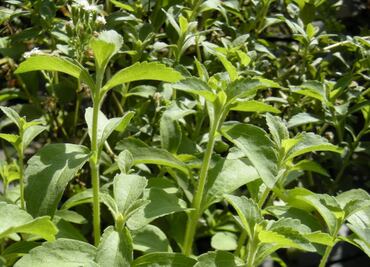 ¿Qué tan sano es consumir la stevia que se produce en Puebla?