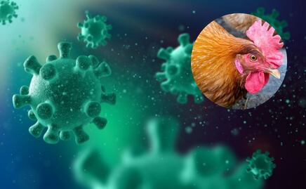 Gripe Aviar AH5N2: ¿Qué es y cuantos casos hay en Puebla?