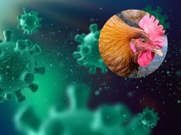 Gripe Aviar AH5N2: ¿Qué es y cuantos casos hay en Puebla?