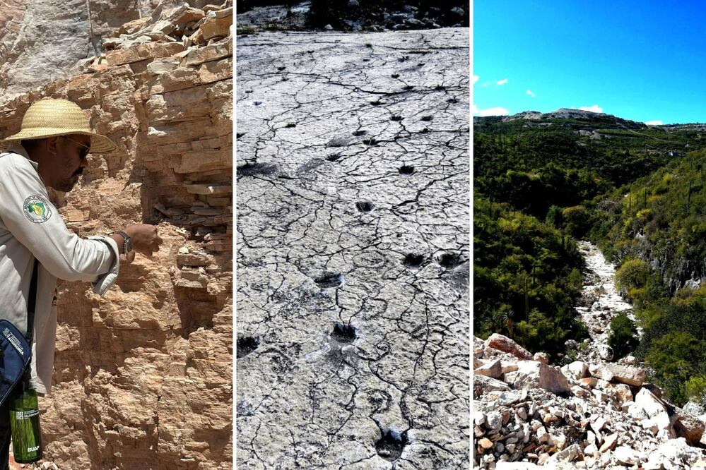 Pie de Vaca fue frecuentado por animales como felinos, flamencos y camellos | Foto: Museo Regional Mixteco-Tlayúa