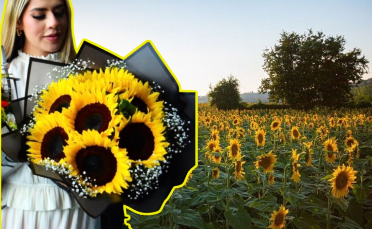 Por qué regalan flores amarillas cada 21 de septiembre