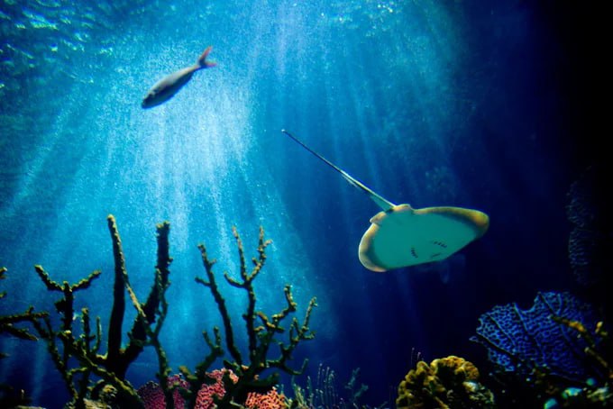 Vive una experiencia única en Acuario Michin Puebla por 99 pesos | Foto: Acuario Michin Puebla
