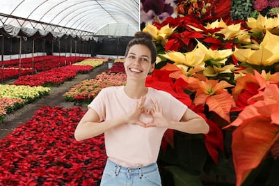 Dónde comprar y cuánto cuestan las Nochebuenas en Atlixco 2025