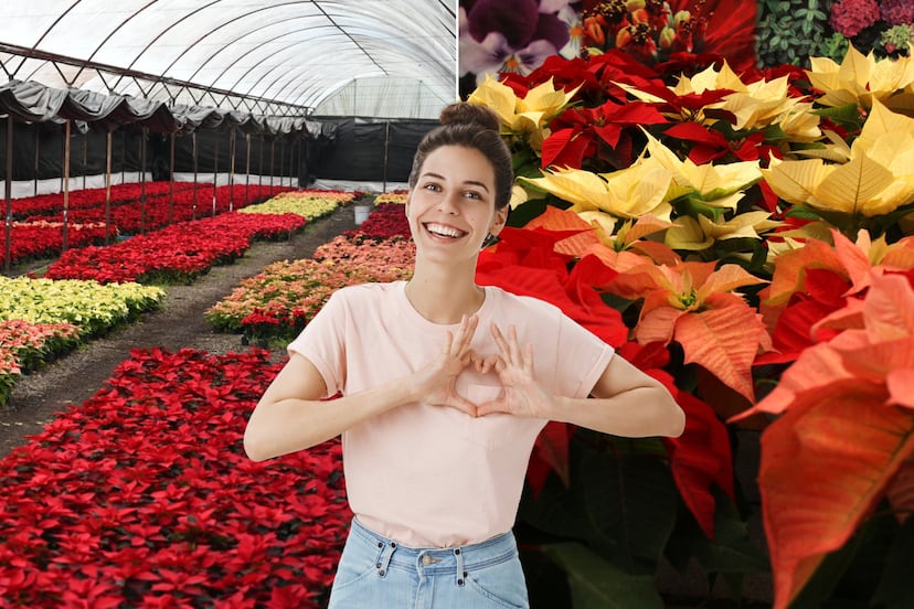 Dónde comprar y cuánto cuestan las Nochebuenas en Atlixco 2025