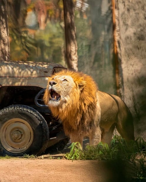 Foto: FB Africam Safari