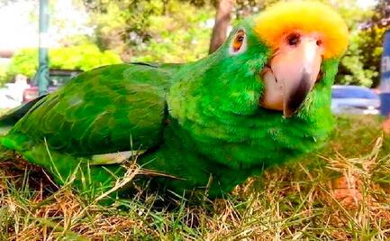 Por rumores, funcionario de Tepeaca decomisa loros y evade a PROFEPA