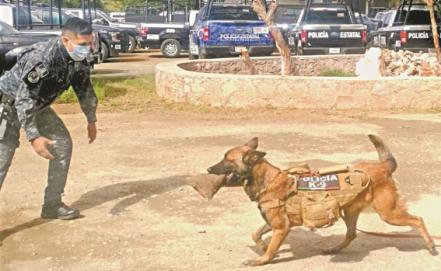 Perros antinarcóticos han sido amenazados de muerte