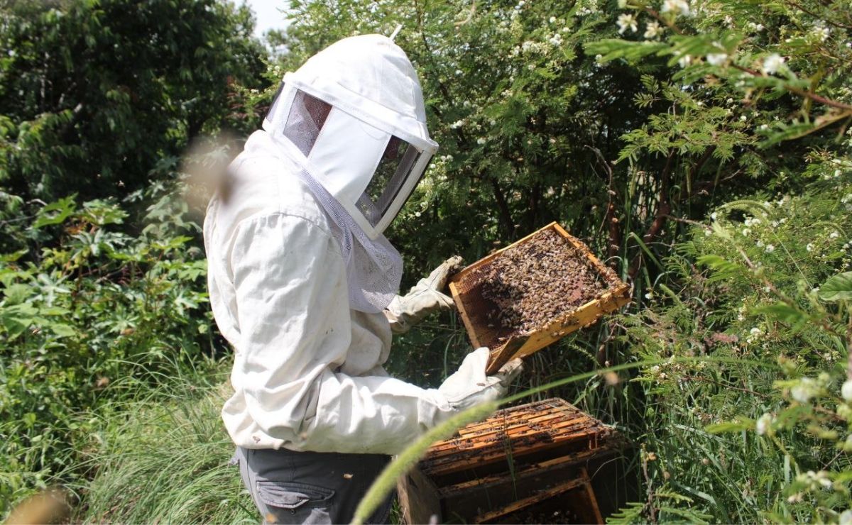 Dónde están los más importantes santuarios de abejas en Puebla
