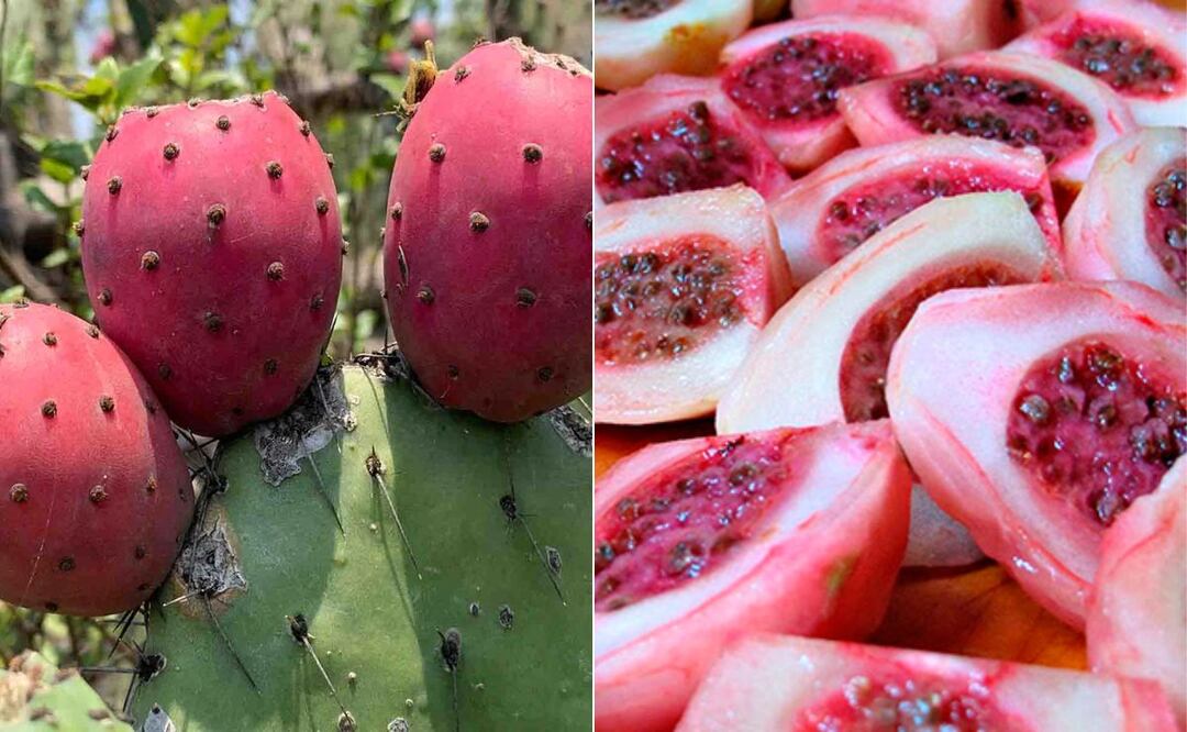 Pie de foto: El xoconostle tiene propiedades curativas | Foto: ReforestaShop / Gobierno de México