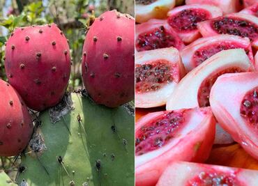 Descubre las propiedades curativas del xoconostle: Un tesoro culinario desaprovechado