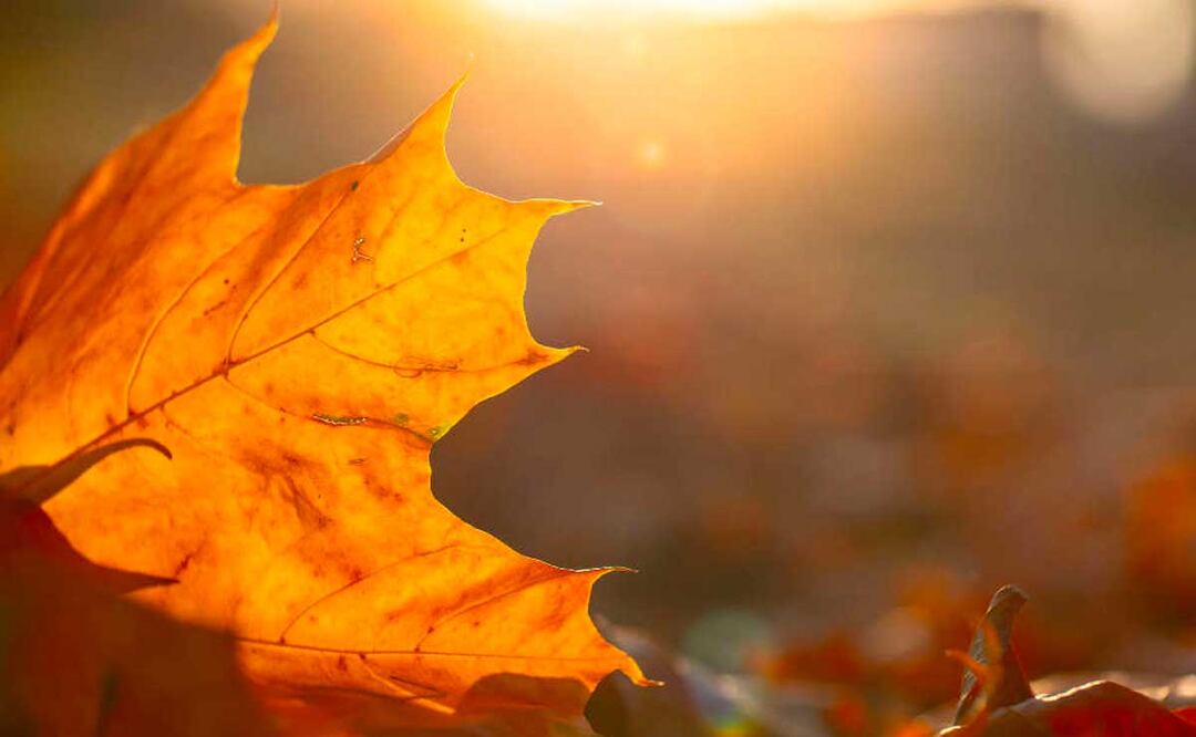 El equinoccio de otoño llegó hoy | FOTO: MSN