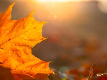 Equinoccio de otoño 2022: rituales y ofrendas