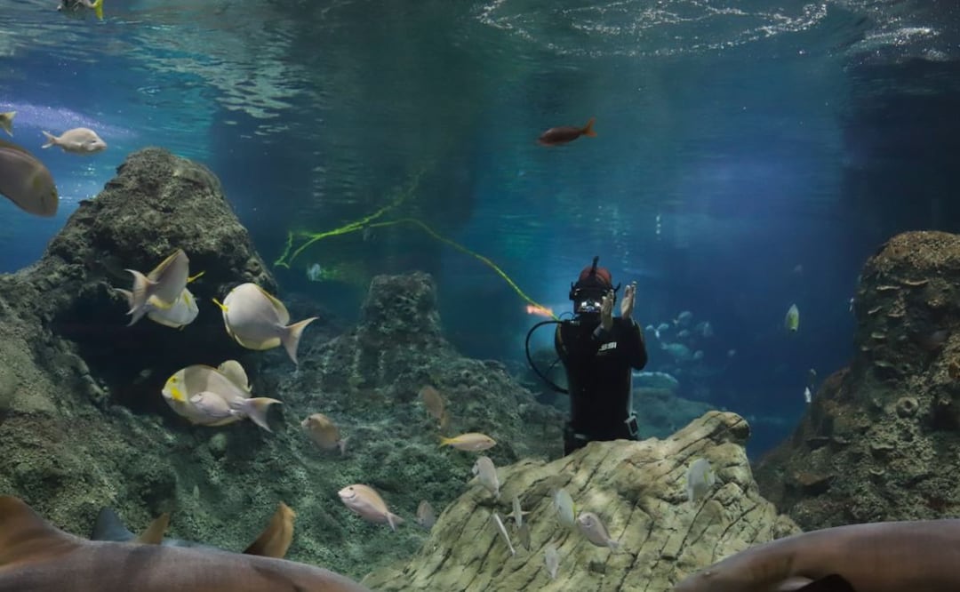 El Acuario Michin es un destino ideal de Puebla para pasar un increíble domingo | Foto: Agencia Es Imagen paras El Universal Puebla