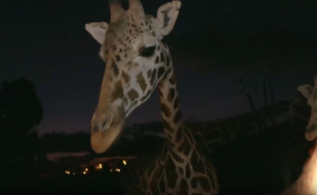 El Moon Safari estará por un tiempo limitado | Foto: Africam Safari Moon Safari