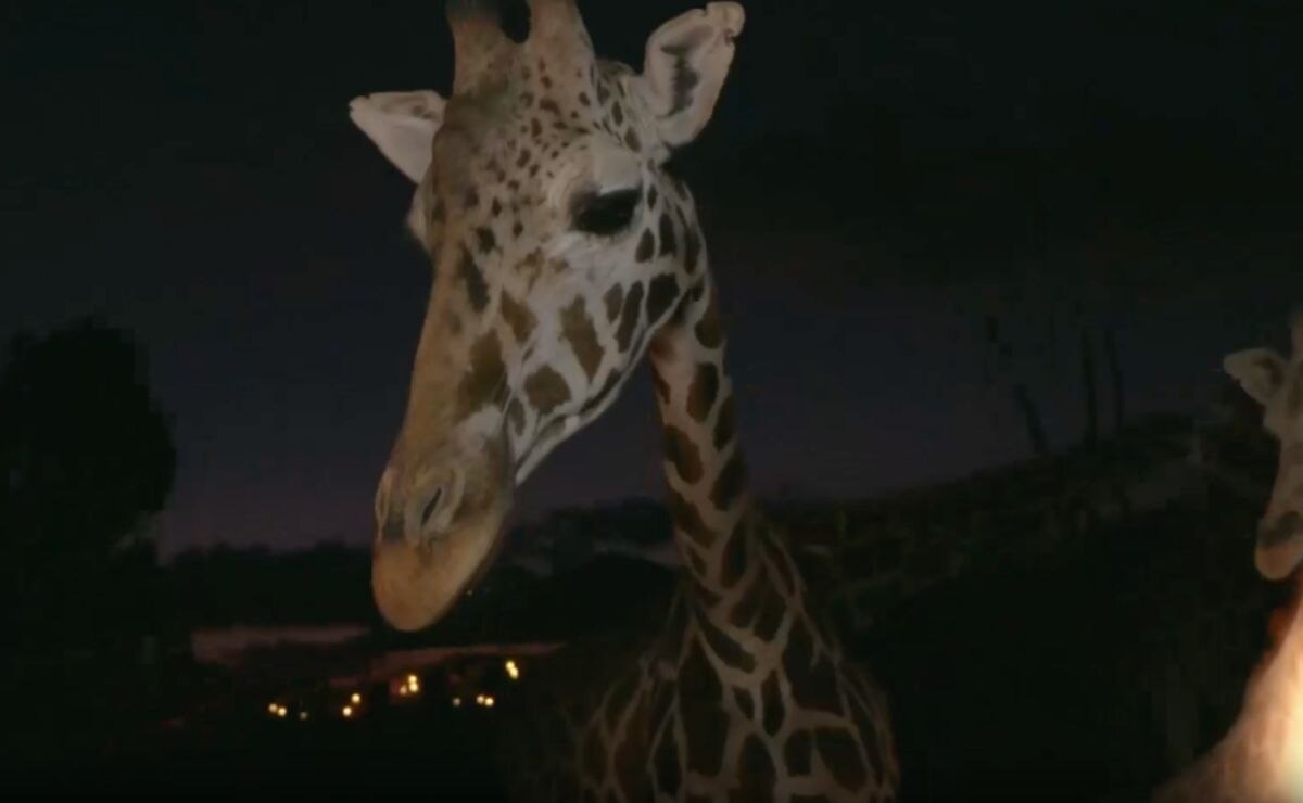 El Moon Safari estará por un tiempo limitado | Foto: Africam Safari Moon Safari