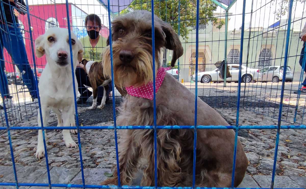 Criminales roban mascotas y extorsionan a sus dueños en Tehuacán