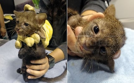 Profepa rescata a bebé yaguarundí en la sierra de Puebla