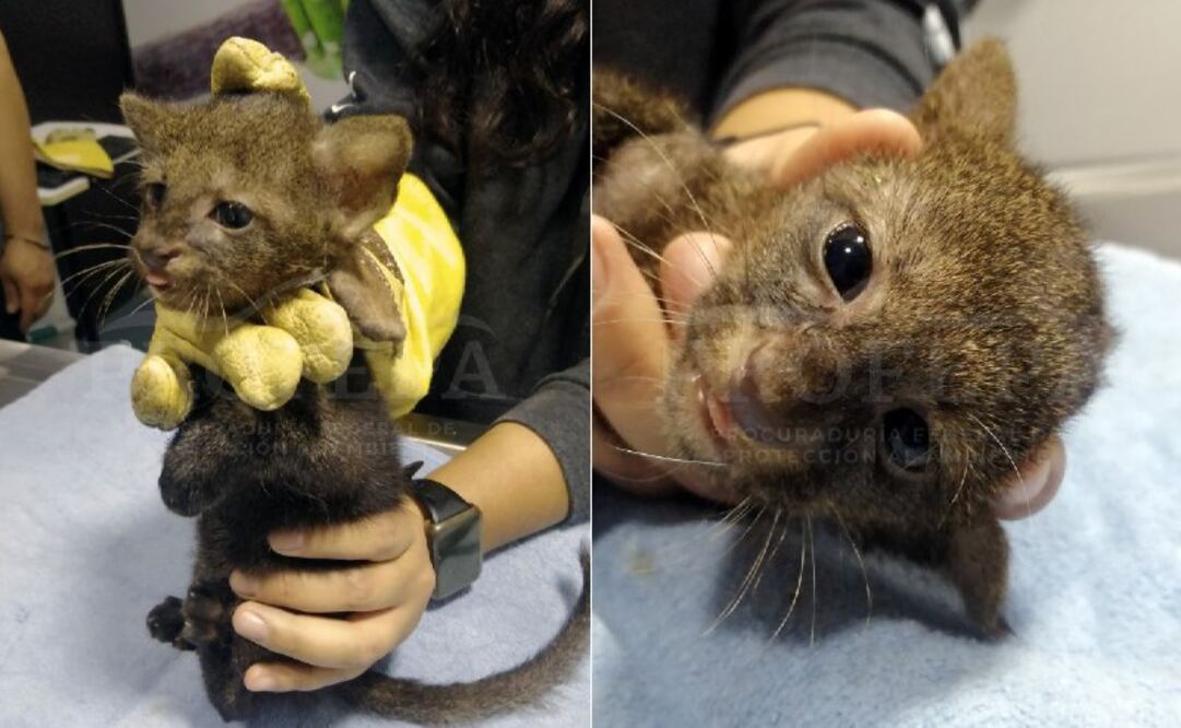 Yaguarundí / Foto Profepa