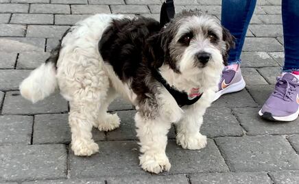 CURP para lomitos y michis ¿existe en Puebla? 