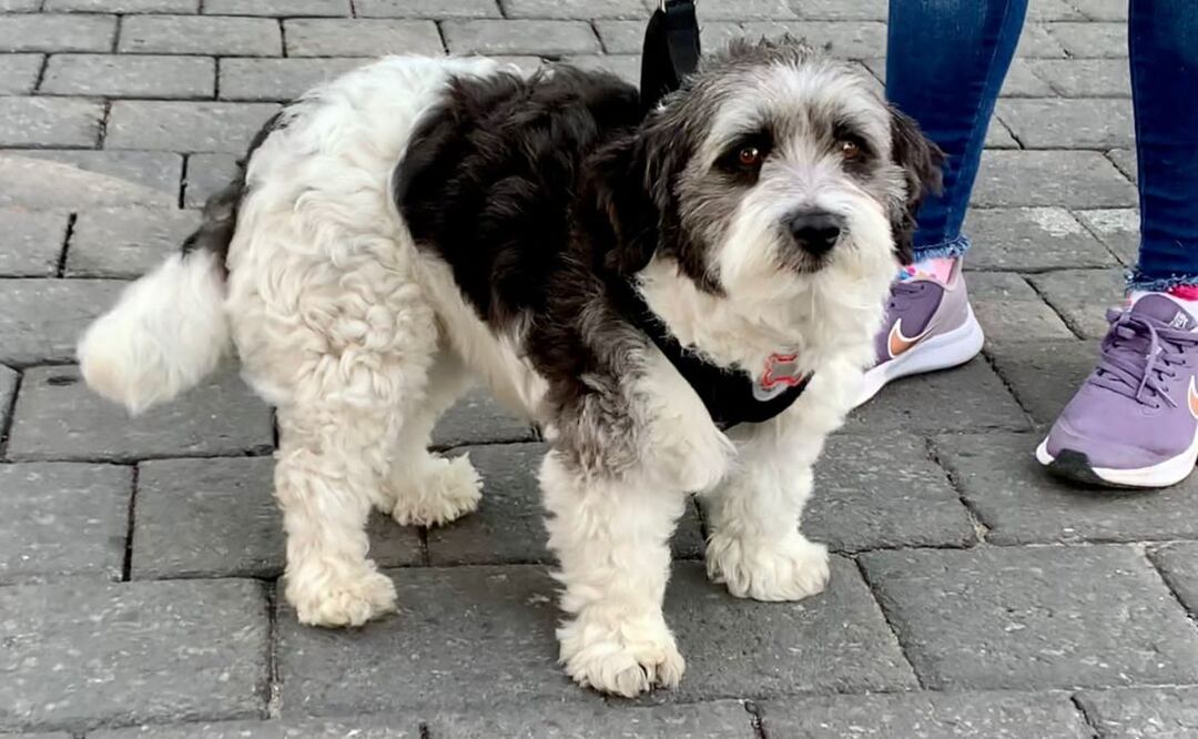 Si tienes una mascota de apoyo la puedes registrar en un padrón | Foto: Agencia Es Imagen para El Universal Puebla