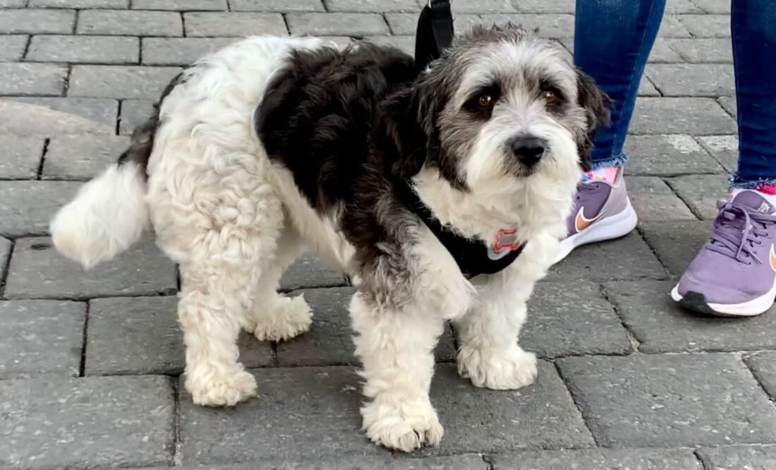 Si tienes una mascota de apoyo la puedes registrar en un padrón | Foto: Agencia Es Imagen para El Universal Puebla