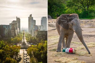 Africam Safari: costo de entrada, horarios y cómo llegar desde la CDMX