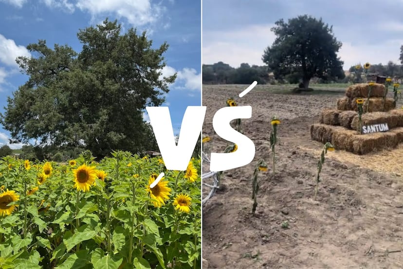 ¿Estafa en campo de girasoles en Tlaxcala? Video viral en TikTok desata polémica
