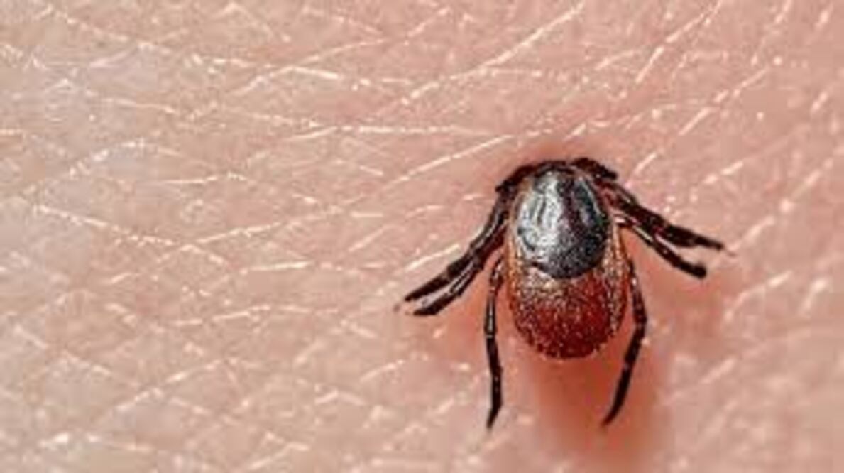 Esta bacteria se transmite a los humanos mediante la picadura de una garrapata infectada, generalmente una garrapata de patas negras (o garrapata de venado).

Foto: Producción El Universal Puebla