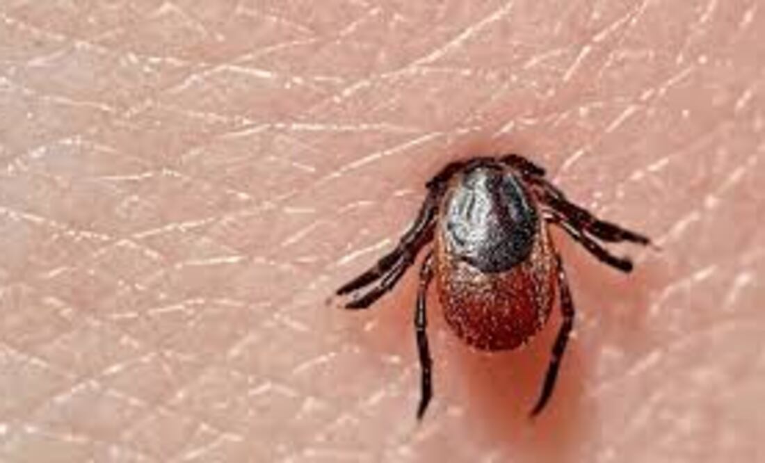 Esta bacteria se transmite a los humanos mediante la picadura de una garrapata infectada, generalmente una garrapata de patas negras (o garrapata de venado).
Foto: Producción El Universal Puebla