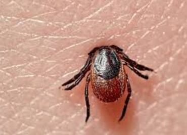 ¿Qué es la enfermedad de Lyme y cuáles son sus síntomas?