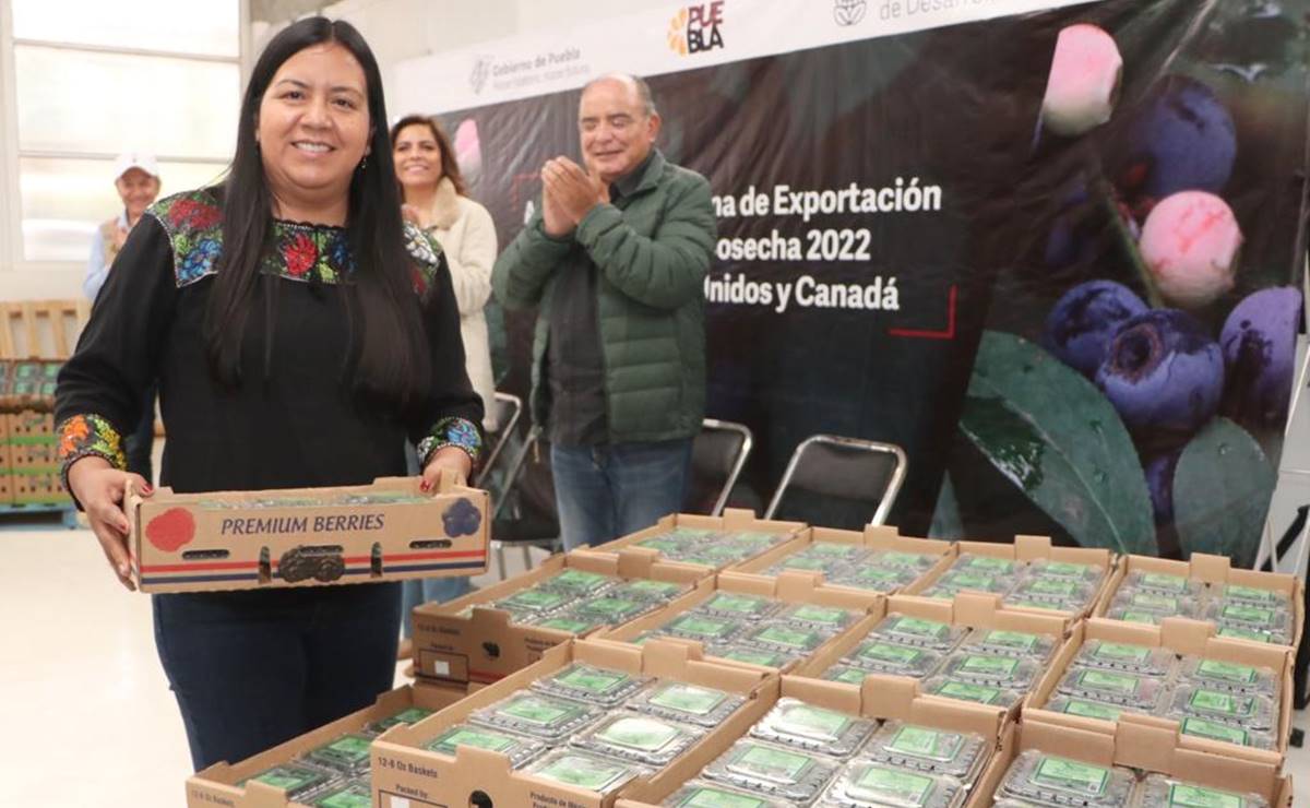 Productores poblanos inician exportación a EU y Canadá de 500 toneladas de blueberry orgánico