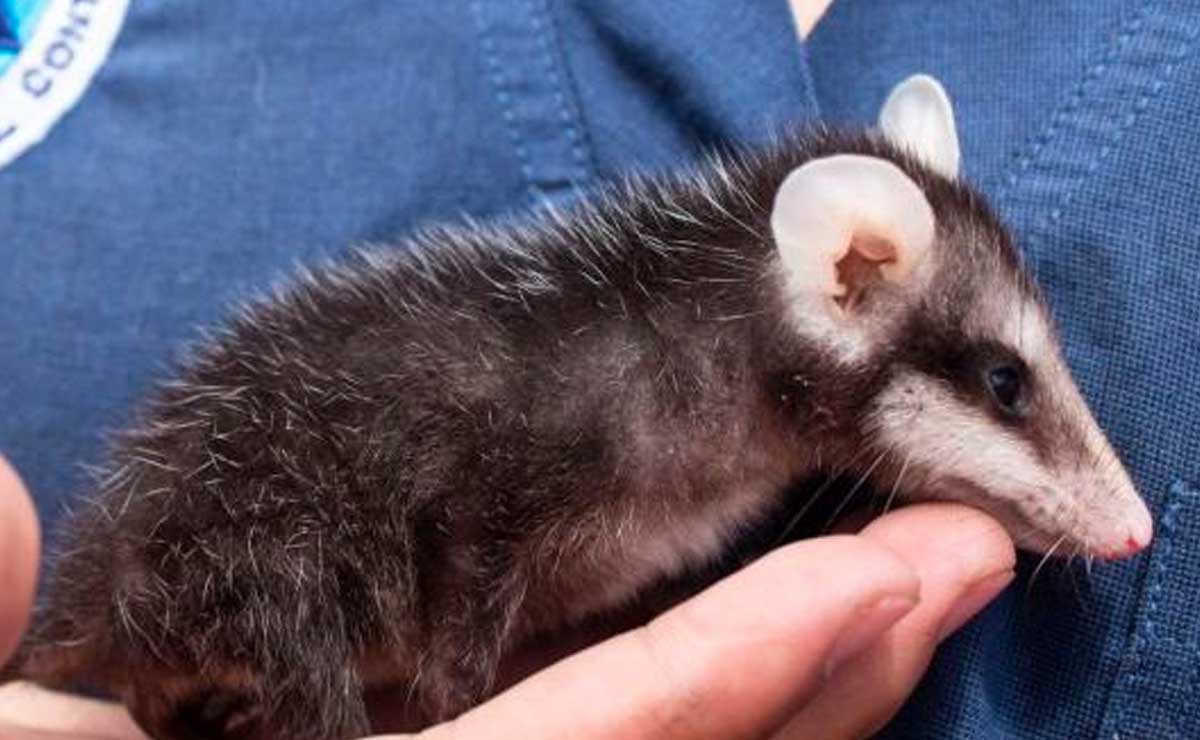 Tlacuache: la especie mexicana que quieren proteger en Puebla