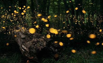 Cuándo inicia la temporada de avistamiento de luciérnagas 2022 en Nanacamilpa, a 2 horas de CDMX