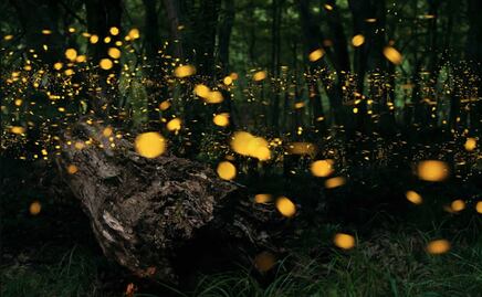 Cuándo inicia la temporada de avistamiento de luciérnagas 2022 en Nanacamilpa, a 2 horas de CDMX